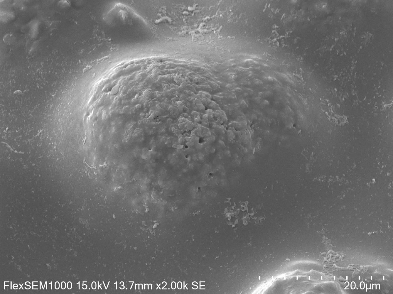 研磨使用前 SEM画像x2000