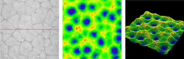 顕微鏡写真　高低差の色表示（2D）　高低差の色表示（3D）