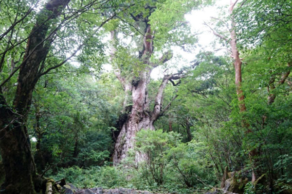 屋久杉